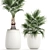 Exotic Palm Collection 3D model small image 2