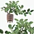 Benjamin Ficus: Stunning Plants Collection 3D model small image 1