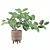 Benjamin Ficus: Stunning Plants Collection 3D model small image 3