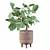 Benjamin Ficus: Stunning Plants Collection 3D model small image 4