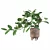 Benjamin Ficus: Stunning Plants Collection 3D model small image 5