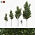 American Linden Tree Kit: Young & Realistic 3.2m - 5.9m 3D model small image 1