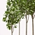 American Linden Tree Kit: Young & Realistic 3.2m - 5.9m 3D model small image 2