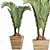 Tropical Plants Collection: Areca, Chamaedorea, Chrysalidocarpus, Howea, Rhapis 3D model small image 1