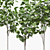 American Linden Tree Set - 4 Young Tilia Americana 3D model small image 2