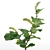 Lush Fiddle-Leaf Fig Tree 3D Model 3D model small image 2