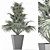 Exotic Plants Collection: Sabal Minor, Rhapidophyllum Hystrix & More 3D model small image 4