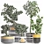 Exotic Mini Bonsai Collection: Sageretia Theezans 3D model small image 4