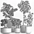 Exotic Mini Bonsai Collection: Sageretia Theezans 3D model small image 5