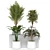 Indoor Jungle: Houseplant Collection 3D model small image 1
