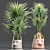 Tropical Palm Plant Collection 3D model small image 1