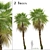 Chinese Fan Palm Tree Set: 2 Beautiful Livistona chinensis Palms 3D model small image 2