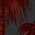 Chinese Fan Palm Tree Set: 2 Beautiful Livistona chinensis Palms 3D model small image 6