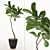 Tall Fiddle Leaf Fig Tree 3D model small image 3