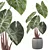 Tropical Beauty: Alocasia Pink Dragon 3D model small image 1