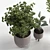 Elegant Indoor Plant 12 - 3D Model 3D model small image 2