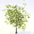 Youthful Oak: 3D Model with High Polygon Count 3D model small image 3