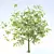 Youthful Oak: 3D Model with High Polygon Count 3D model small image 4