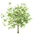 Youthful Oak: 3D Model with High Polygon Count 3D model small image 6