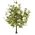 Youthful Oak: 3D Model with High Polygon Count 3D model small image 8