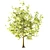 Youthful Oak: 3D Model with High Polygon Count 3D model small image 11