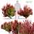 Vibrant Berberis Shrub - 2 Models, 1.5m Height 3D model small image 2