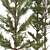 Pine Tree 03: Detailed Miniature 3D model small image 2