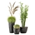 Outdoor Plants Set with Black Concrete Pot 3D model small image 4