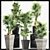 Exotic Plant Collection: Sabal & Rhapidophyllum 3D model small image 2