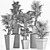 Exotic Plant Collection: Sabal & Rhapidophyllum 3D model small image 5