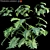 Lush Philodendron Plant 3D Model 3D model small image 1