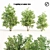 Amur Cluster Tree Bundle 3D model small image 1