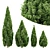 Rocky Mountain Juniper Tree Collection - 4 Realistic 3D Models 3D model small image 1