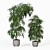 Tall Ficus Alii Duo in Planters 3D model small image 1