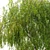 Graceful Weeping Willow Tree 3D model small image 4