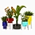 Green Oasis: Indoor Plants Set 3D model small image 1