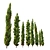 Mediterranean Cypress: 3 Height Options 3D model small image 3