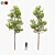 Tall Pruned Planetree, 9.6m 3D model small image 1