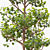 Tall Pruned Planetree, 9.6m 3D model small image 2