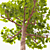 Tall Pruned Planetree, 9.6m 3D model small image 3