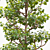 Trimmed Planetree, 10.3m Height 3D model small image 2