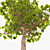 Trimmed Planetree, 10.3m Height 3D model small image 3