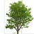 Tall Fraxinus Americana Tree 3D model small image 1