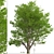 Tall Fraxinus Americana Tree 3D model small image 2