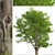 Tall Fraxinus Americana Tree 3D model small image 3