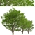 Tall Fraxinus Americana Tree 3D model small image 4