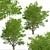 Tall Fraxinus Americana Tree 3D model small image 5