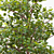 Pollarded London Plane 10.75m 3D model small image 2