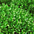 Large Boxwood Ball Bushes - Set of 2 3D model small image 4