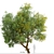 Fast-growing Chinese Elm Tree - Elegant and Versatile 3D model small image 1